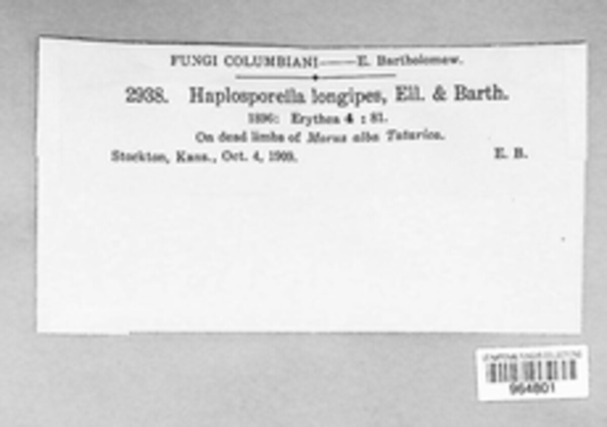 Aplosporella celtidis image